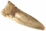 Spinosaurus Tooth - Real Dinosaur Tooth #192078-1